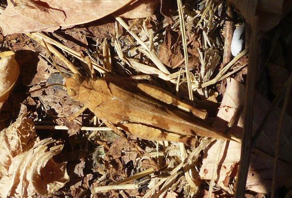 accoppiamento - Oedipoda caerulescens